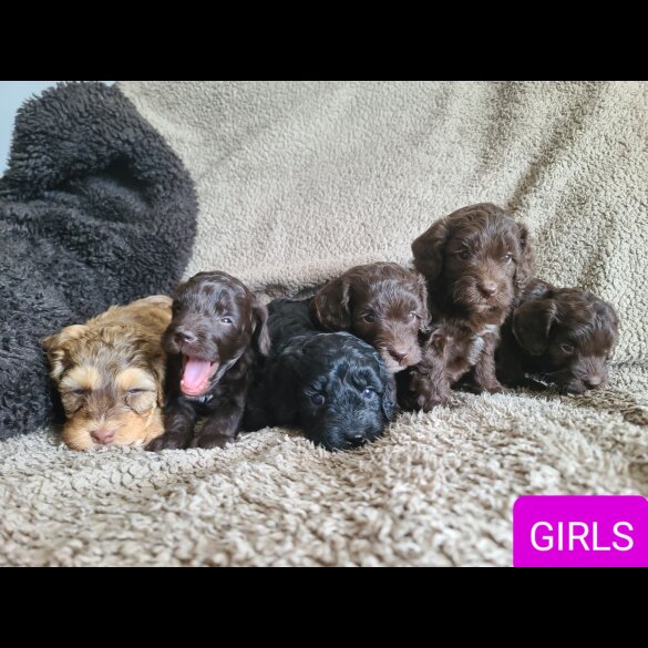 Cockapoo - Both