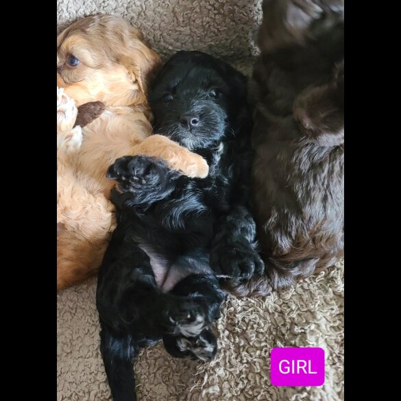 Cockapoo - Both