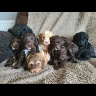 Cockapoo - Both