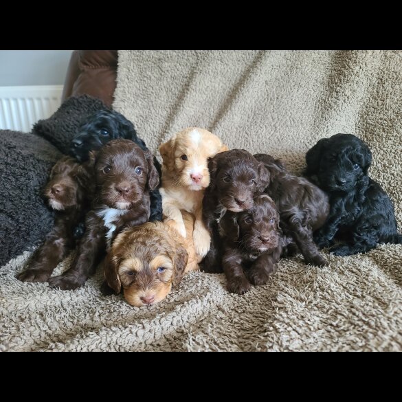 Cockapoo - Both