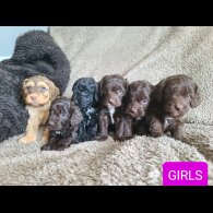 Cockapoo - Both