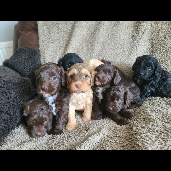 Cockapoo - Both