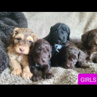 Cockapoo - Both