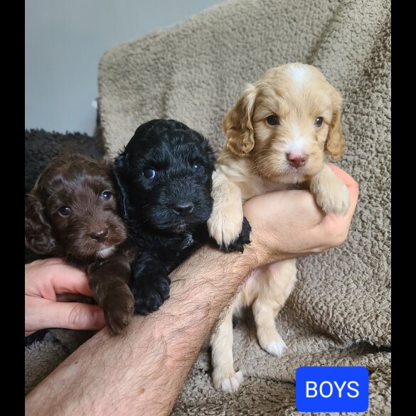 Cockapoo - Both