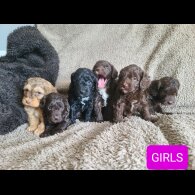 Cockapoo - Both