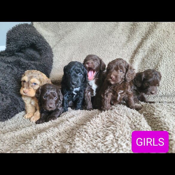 Cockapoo - Both