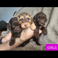 Cockapoo - Both