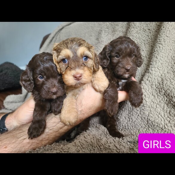 Cockapoo - Both