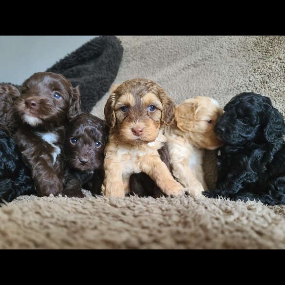 Cockapoo - Both