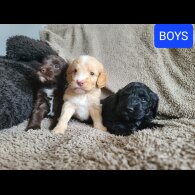 Cockapoo - Both