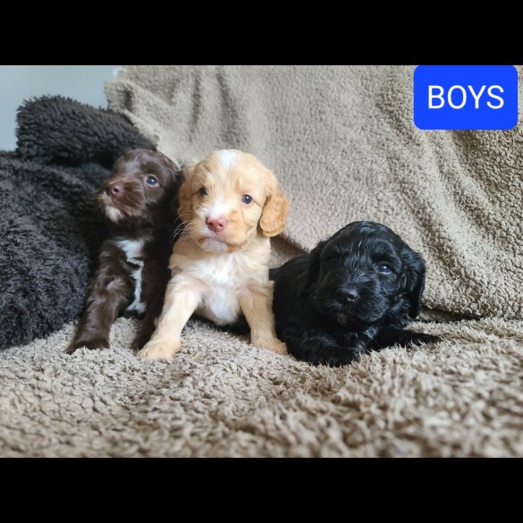 Cockapoo - Both