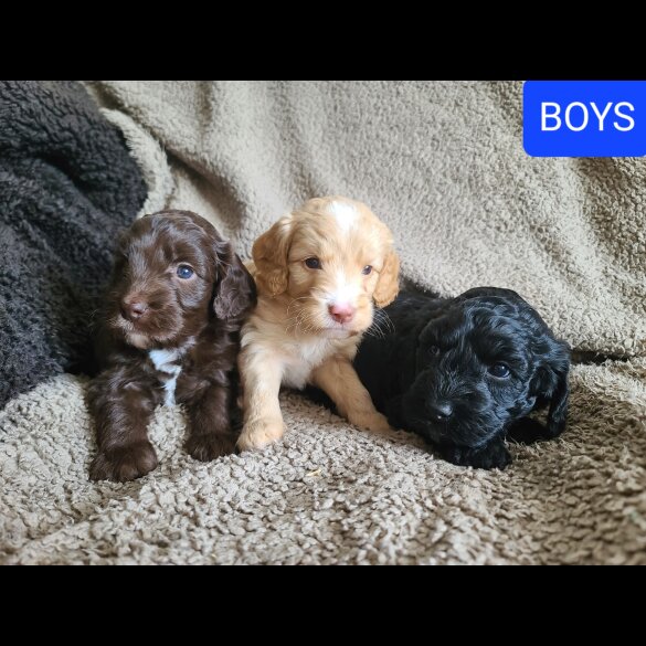 Cockapoo - Both