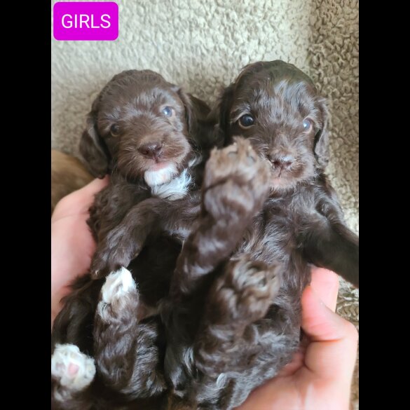 Cockapoo - Both
