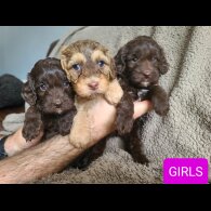 Cockapoo - Both