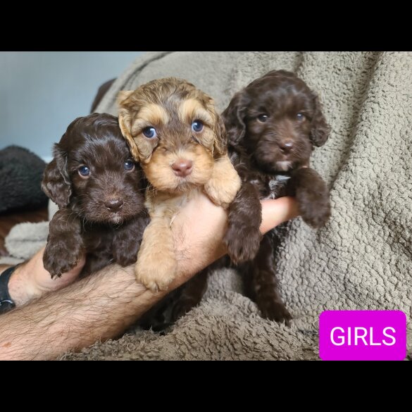 Cockapoo - Both