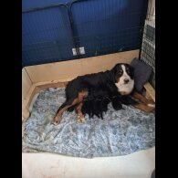 Bernese Mountain Dog - Dogs