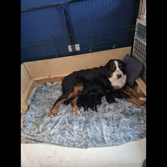 Bernese Mountain Dog - Dogs