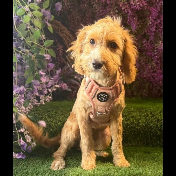 Cockapoo - Bitches