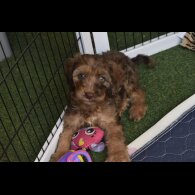 Cavapoo - Both