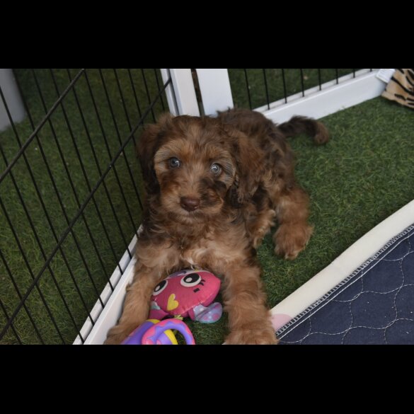 Cavapoo - Both