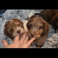 Cavapoo - Both