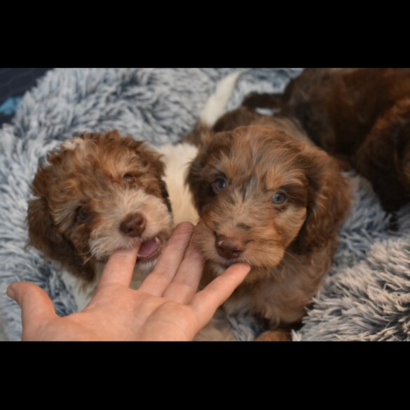 Cavapoo - Both