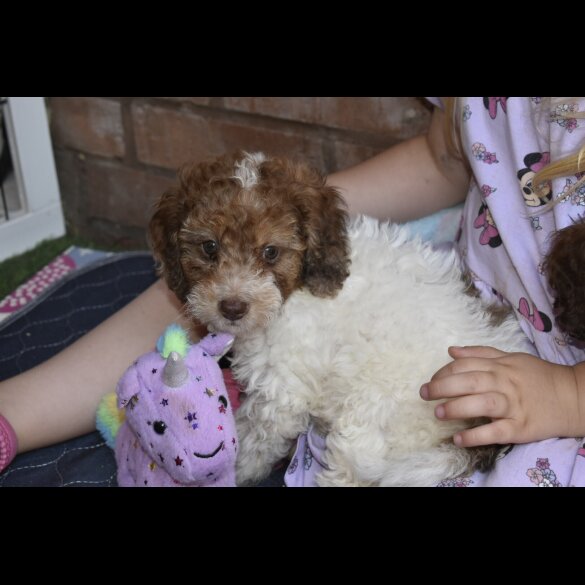 Cavapoo - Both