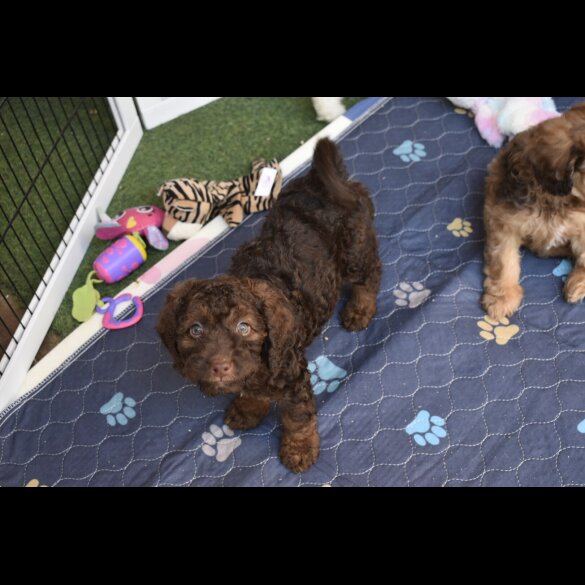 Cavapoo - Both