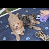 Cavapoo - Both