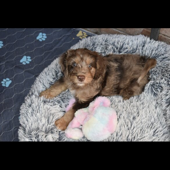 Cavapoo - Both
