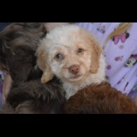 Cavapoo - Both