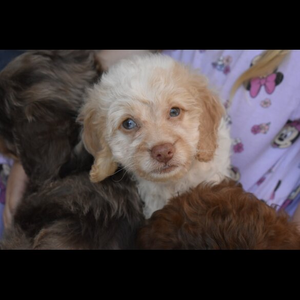 Cavapoo - Both