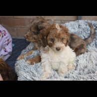 Cavapoo - Both
