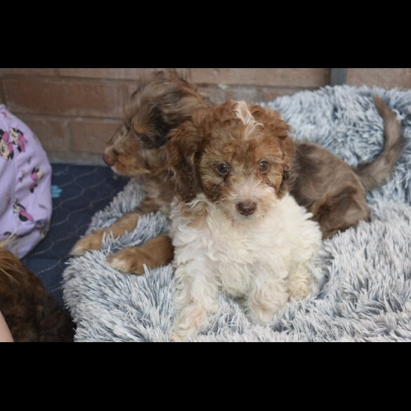 Cavapoo - Both
