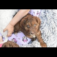 Cavapoo - Both