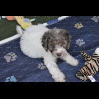 Cavapoo - Both