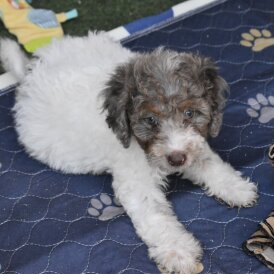 Cavapoo - Both
