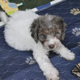 Cavapoo - Both