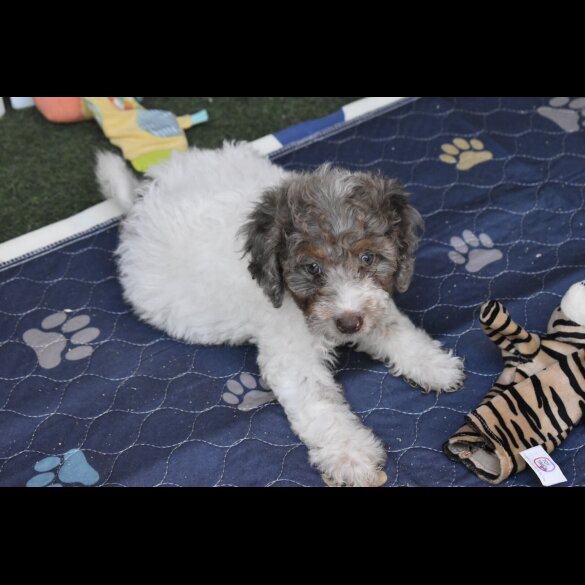 Cavapoo - Both