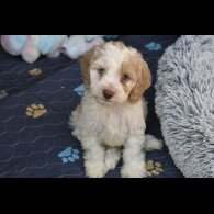 Cavapoo - Both