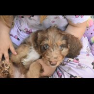Cavapoo - Both