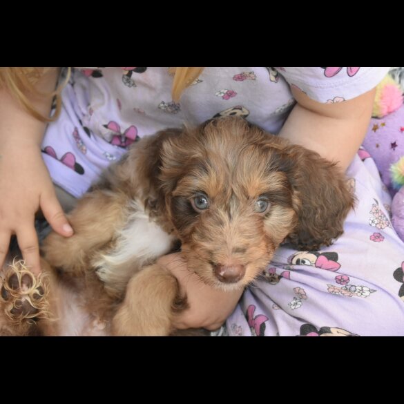 Cavapoo - Both