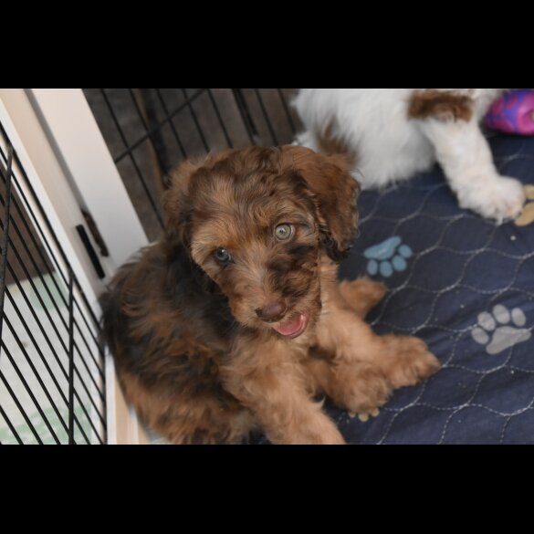 Cavapoo - Both