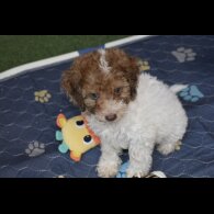 Cavapoo - Both