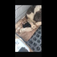 Cockapoo - Both