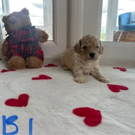 Cockapoo - Both
