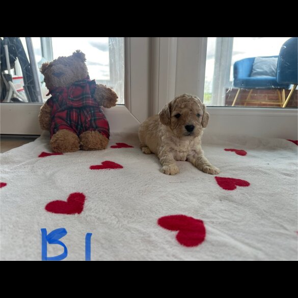 Cockapoo - Both