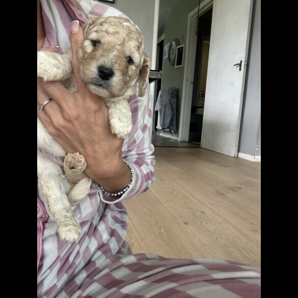 Cockapoo - Both