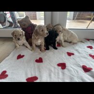 Cockapoo - Both