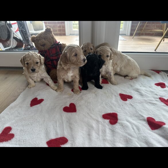 Cockapoo - Both